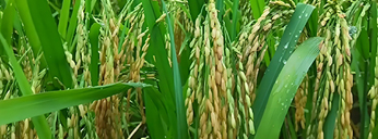 行業(yè)動(dòng)態(tài)